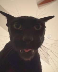 Larry le mème